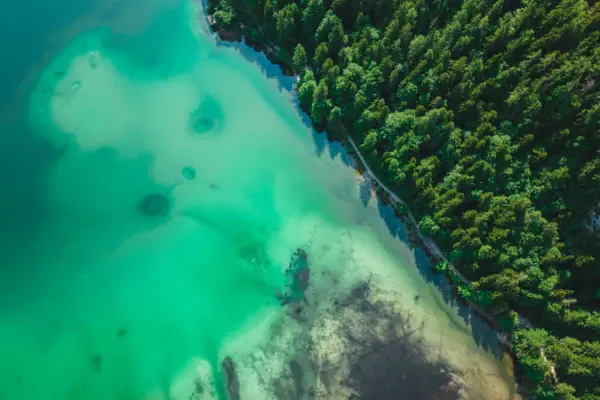 A body of water with trees.