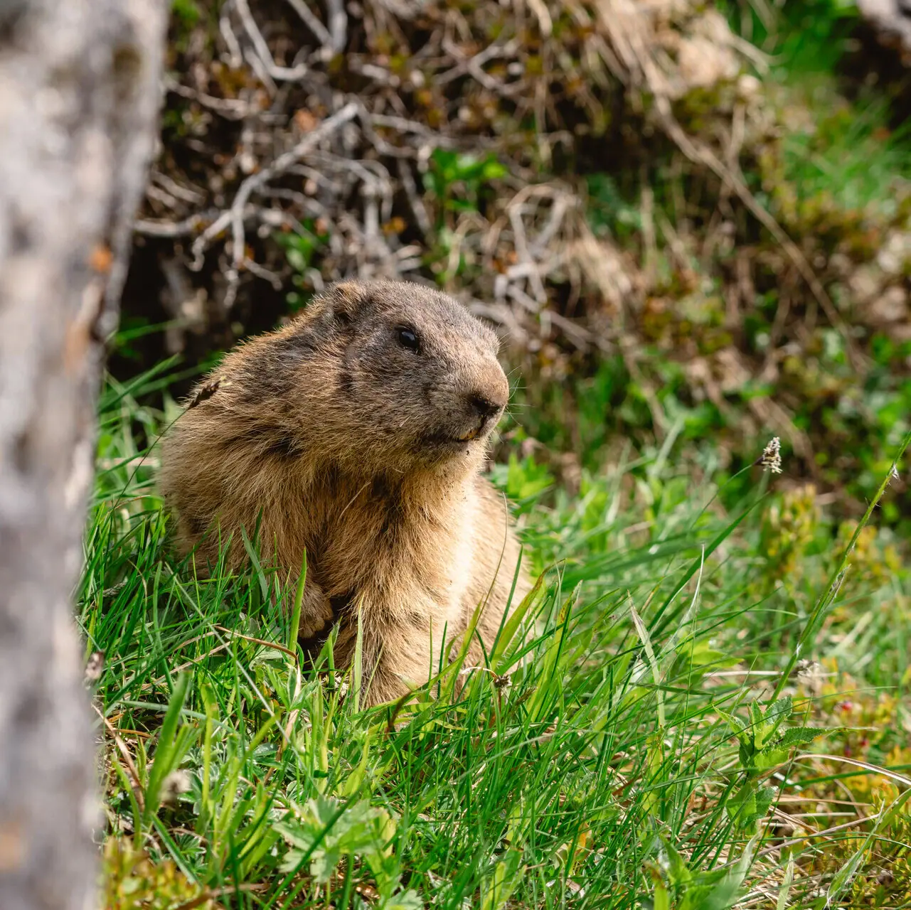 A marmot in the grass.