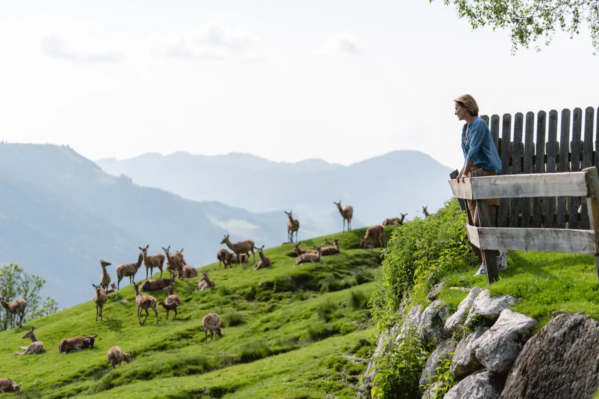 Red deer on a mountain meadow A woman stands on a fence and looks at a herd of deer.