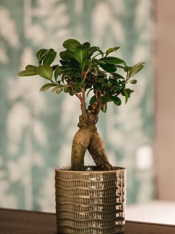 Bonsai plant A houseplant in a flower pot on a shelf.
