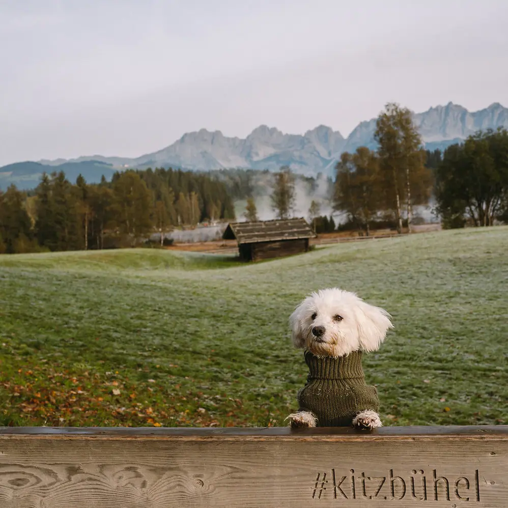Hikes with a dog A dog with a jumper on a fence.