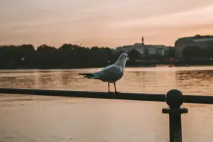 Seagull with a view of the Alster A seagull stands on a railing by the water.