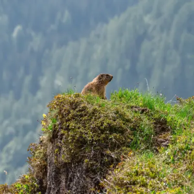 A marmot sits on a rock.