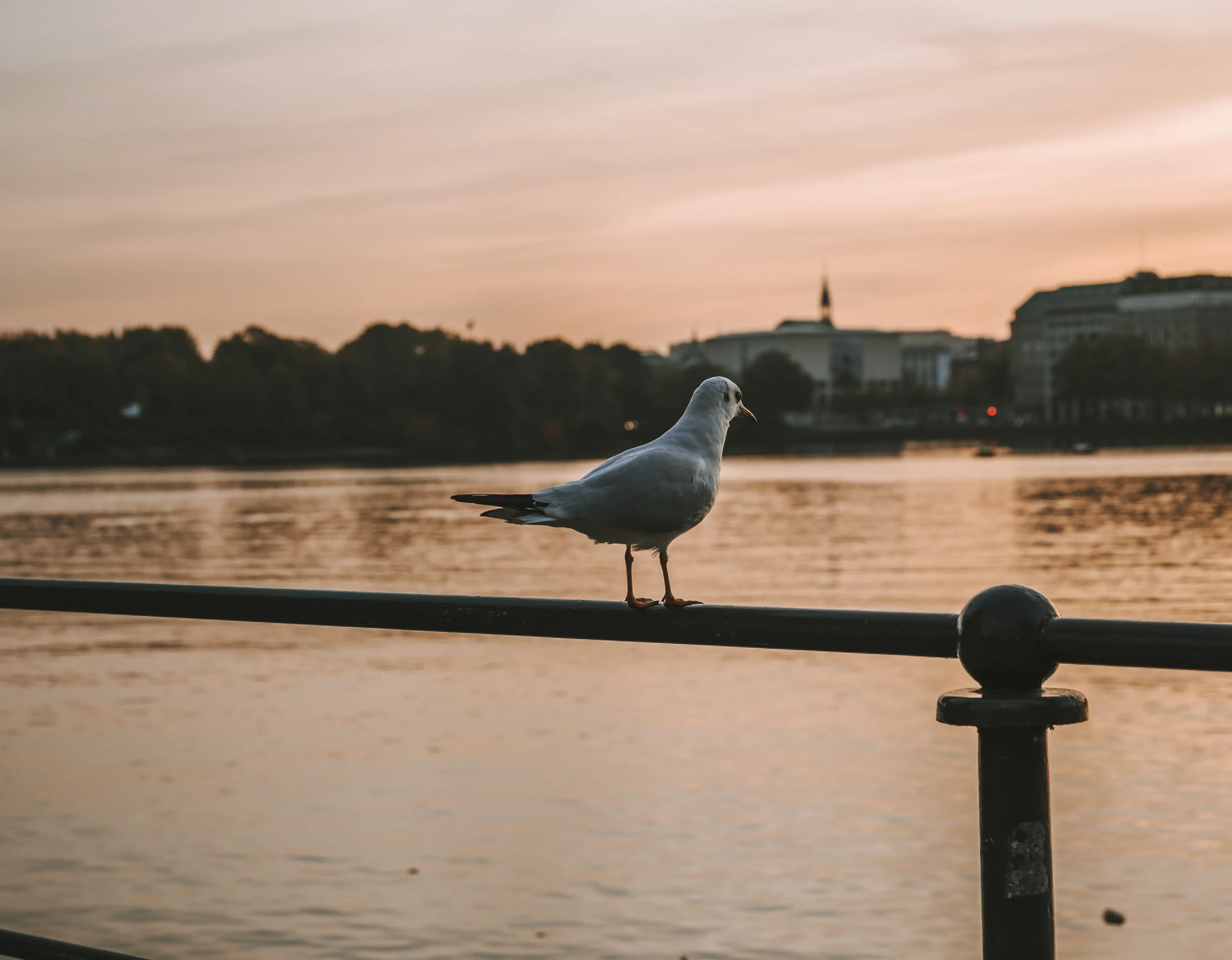 Seagull with a view of the Alster A seagull stands on a railing by the water.