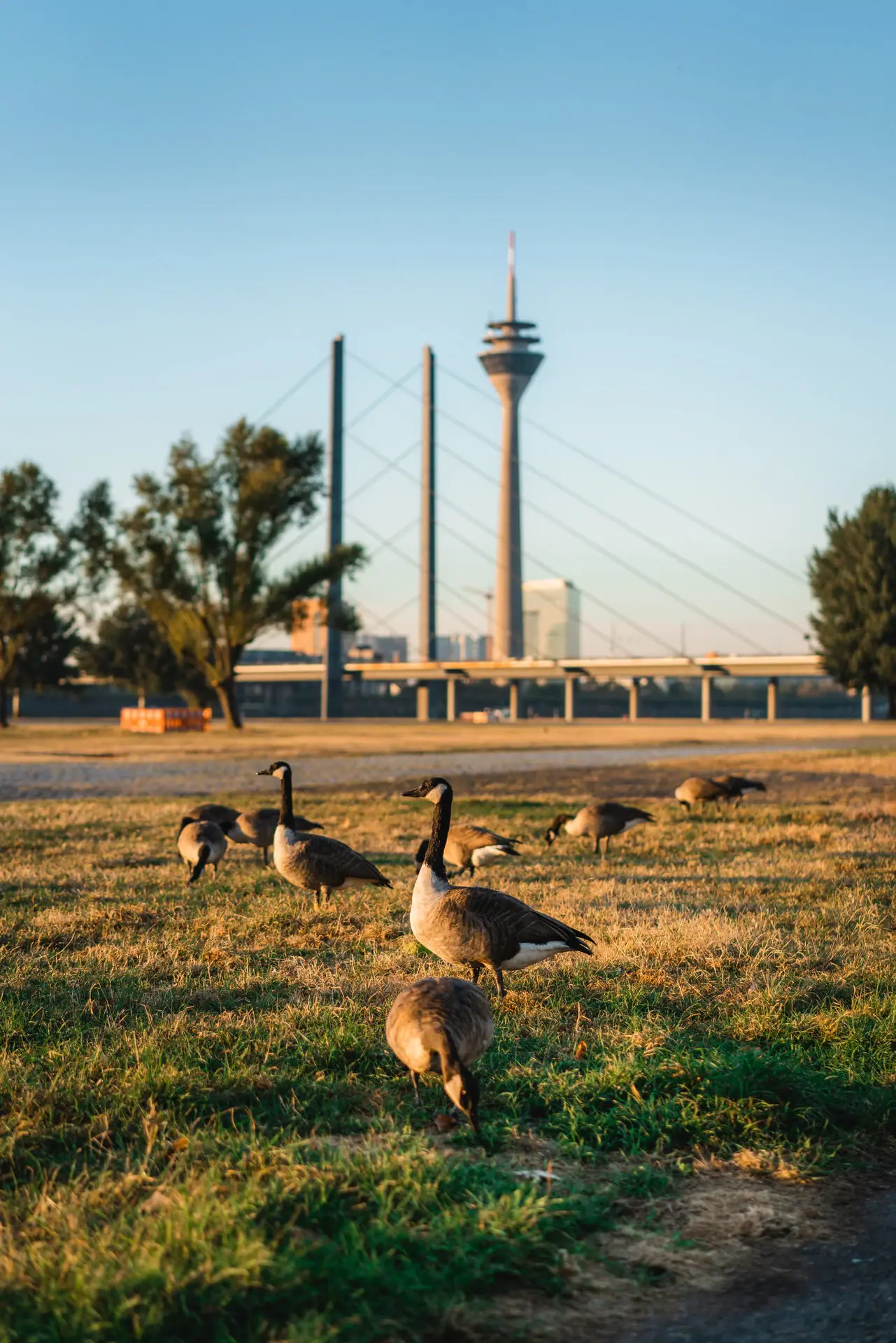 Düsseldorf A group of geese in a meadow.