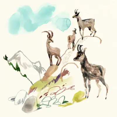 Drawing of chamois A drawing of a group of goats on a mountain.