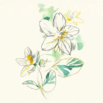 Illustration flower A colourful illustration of a flower with white blossoms and green leaves.