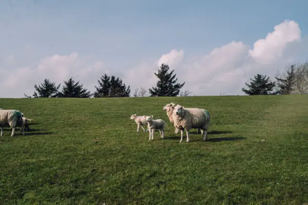 Sheep on the dyke A group of sheep stands in a green meadow.